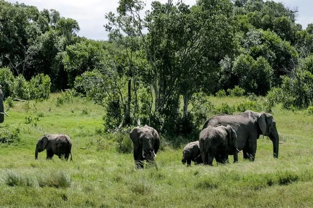 BREAKING Brit tourist and pal killed by elephant in national park horror attack