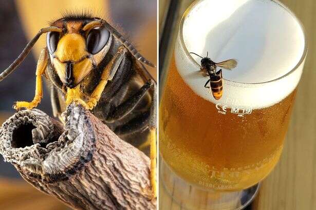 Boozy Asian hornets revealed as heavyweights able to swig pints without getting drunk