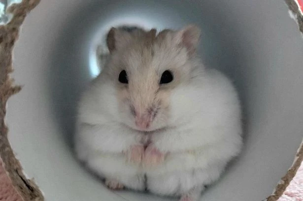 Roly-poly hamster balloons to size of a jacket potato after scoffing wrong dinners