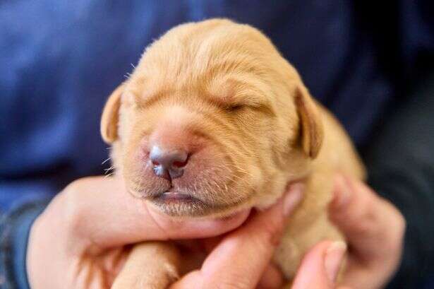 Cute pictures show first Guide Dogs puppies born in 2025 - and they're pawsome