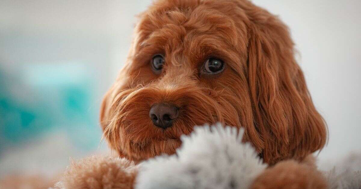 'I adopted my neighbour's dog after it ran away – their reaction says it all'