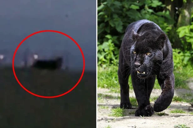 Big cat mystery as beast feared to be on loose after long-tailed animal spotted at dusk