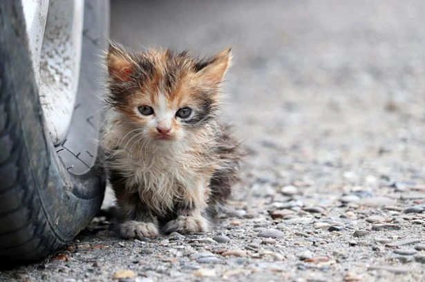 Cats and small creatures are being killed during heatwave because of one avoidable reason