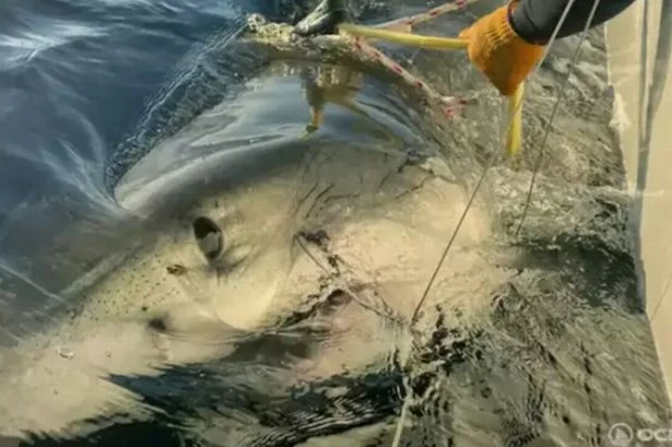 World's biggest ever great white male shark turns up in new location after 'ping'