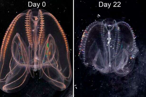 'Immortal' jellyfish ages backwards and only grows butthole when it needs one