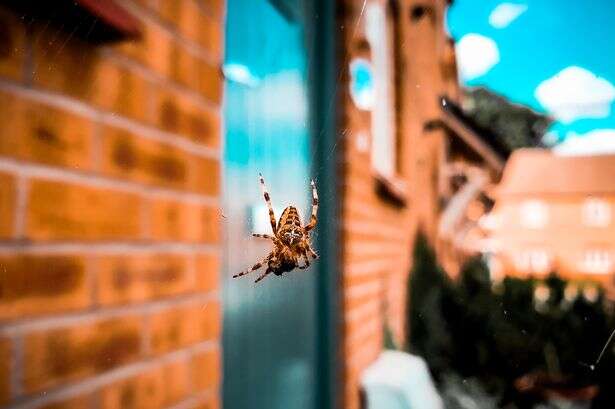 How to keep spiders out during mating season with 'fresh' natural repellent