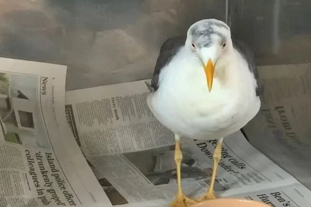 Seagull daubed with swastika by evil inmate at notorious Yorkshire Ripper prison