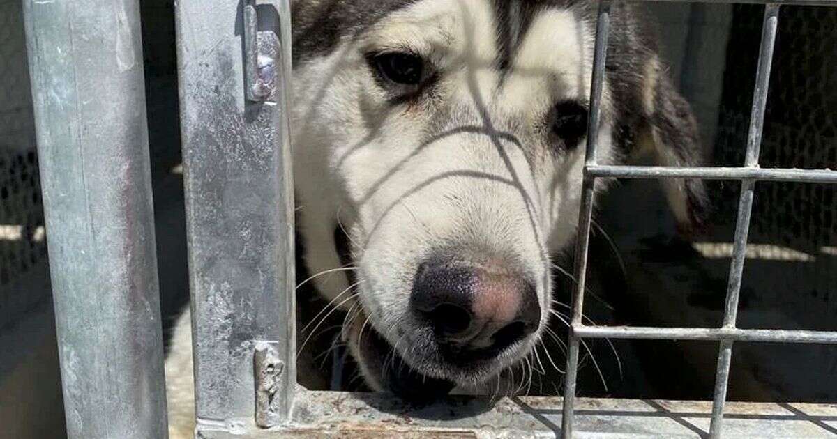 Sad rescue dog once kept in cage looks unrecognisable after being adoptedDogs