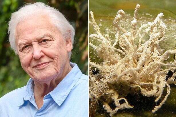 'The Last of Us' zombie cave spiders caused by fungus named after Sir David Attenborough