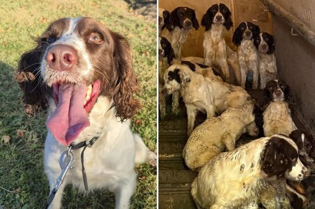 Four neglected dogs rescued from a ‘squalid’ house now becoming police sniffer K-9s