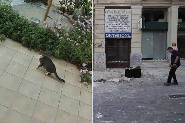 Cat 'senses' huge earthquake in dramatic CCTV footage as tsunami warning issued
