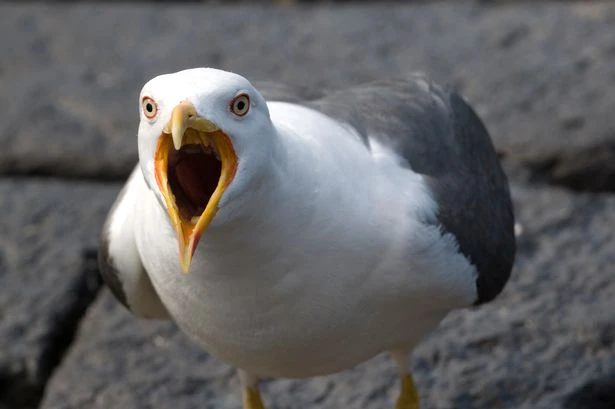 Seagull attacks soar for fifth year in row with 35million 'victims' of flying scumbags