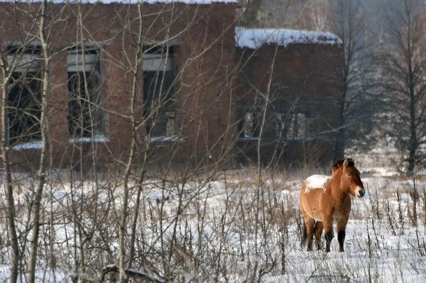 Putin's war threatens Chernobyl’s wildlife 'oasis' as animals wiped out by mines