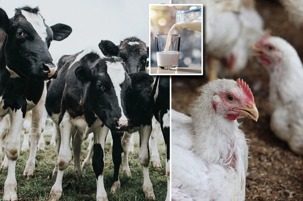 Deadly bird flu '1000x more concentrated' in cows milk - and it can pass to humans