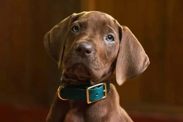 Live action Scooby-Doo leaves fans fuming as they notice something very wrong