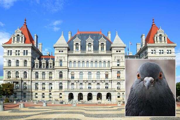 Pigeons 'let themselves in' to swanky building as officials admit 'we're losing the war'