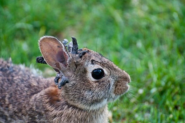 Mutant 'Frankenstein' rabbits with tentacles sticking out their heads spotted by locals