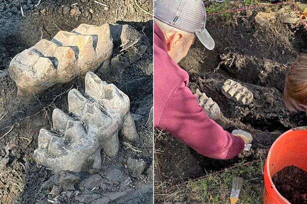 Couple gardening outside discover colossal animal teeth poking out of the soil