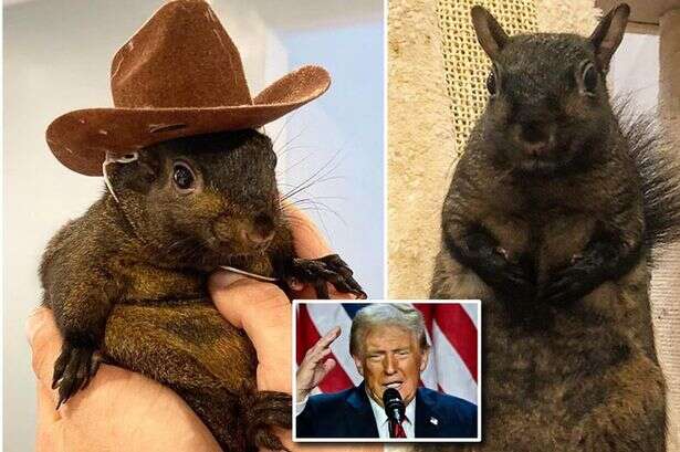 How a dead squirrel became unlikely Donald Trump mascot and US election martyr