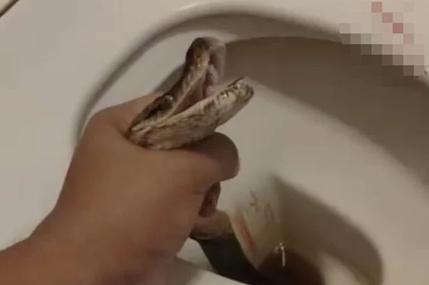 Python leaps out of loo and nearly takes blokes balls off in horrifying ordeal