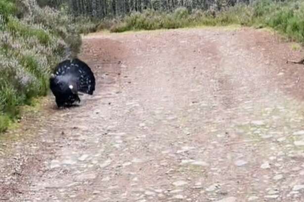 'UK's rarest animal' charges at man who spent seven days searching for it