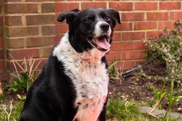 Keep your dog safe in upcoming 39C scorcher with these top heatwave tips from our expert