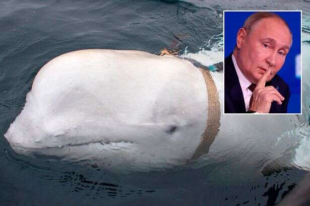 Russian 'spy whale' found dead may have had another top-secret job says documentary