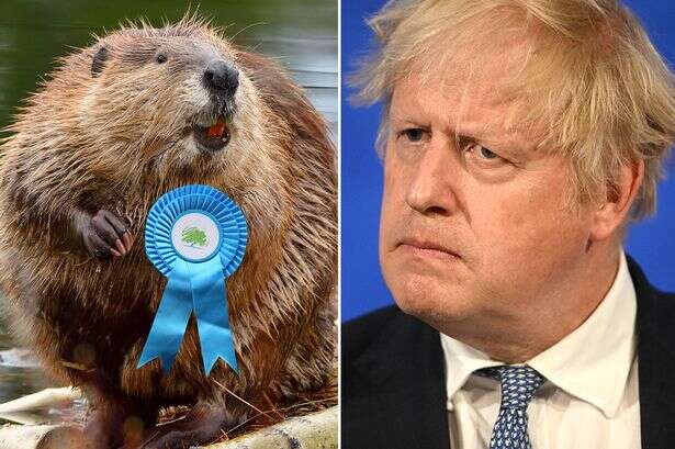 Fury as government 'block' plans to reintroduce beavers as it's 'Tory legacy'