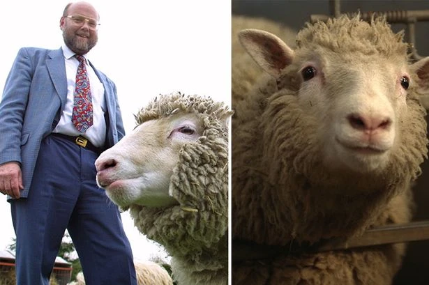 Dolly the cloned sheep's dramatic life – raised in a bra to kidnapping and nude protest