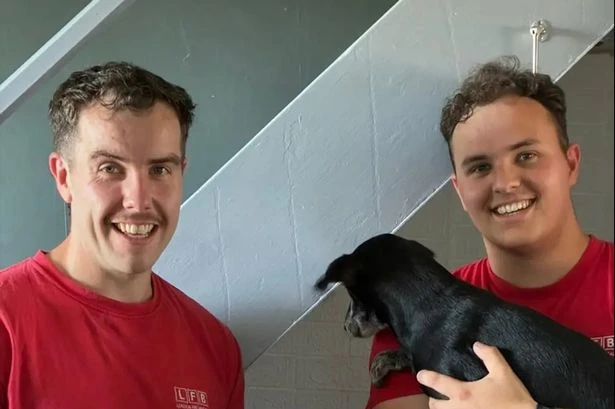 'Mischievous' tortoise rescued by firefighters after starting blaze and torching its home