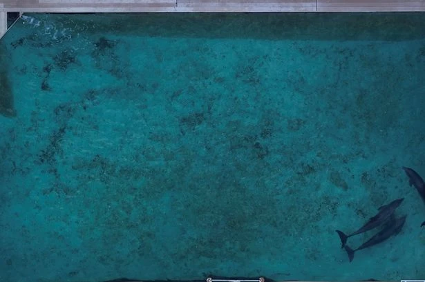 Outrage as footage shows dolphins kept in 'shallow' hotel swimming pools