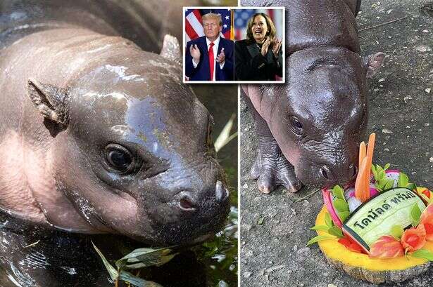 Viral sensation Moo Deng causes stir as cute baby hippo predicts US election results