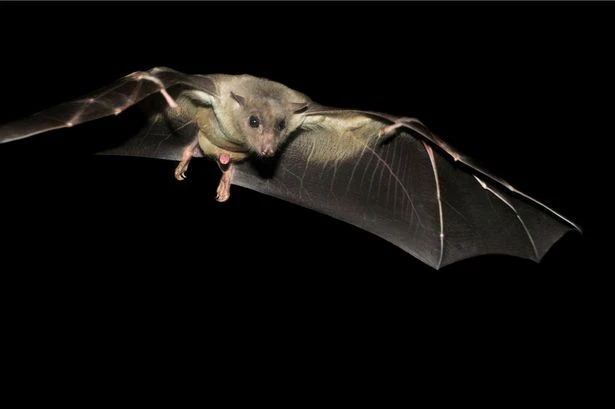 Horny bats are invading UK homes and then pooing all over the place