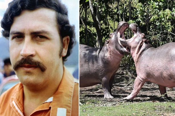 World's most notorious drug lord Pablo Escobar – multi-billion fortune, hippos and 'ghost'