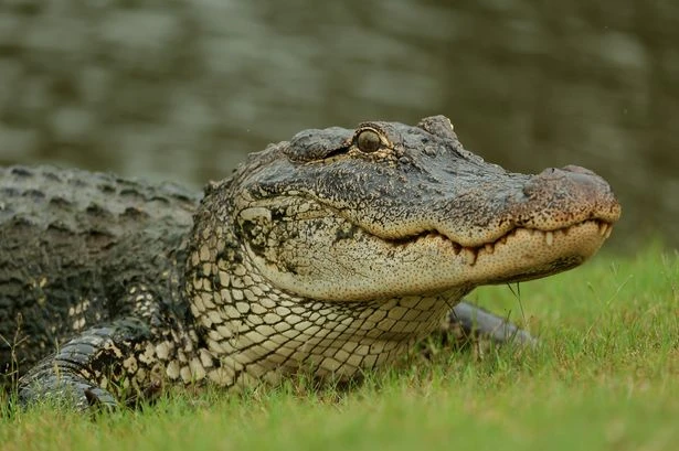 Woman killed by alligator after calm rowing trip turns into horror mauling