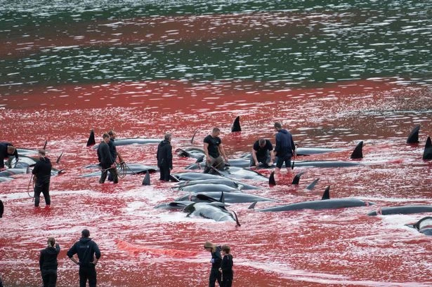 Pregnant whales among over 100 'slaughtered' at tourist hotspot as sea turns red