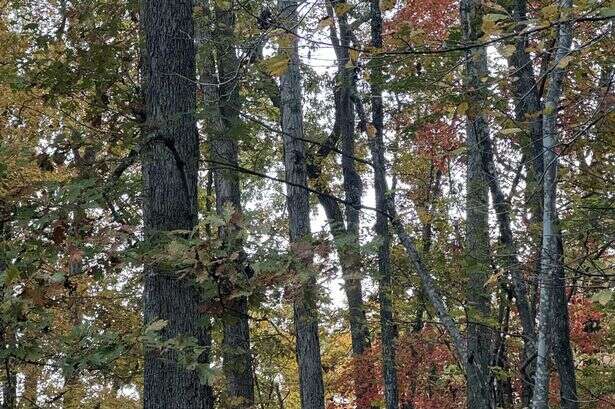 Only people with the eyes of a sniper are able to spot this hawk in the trees