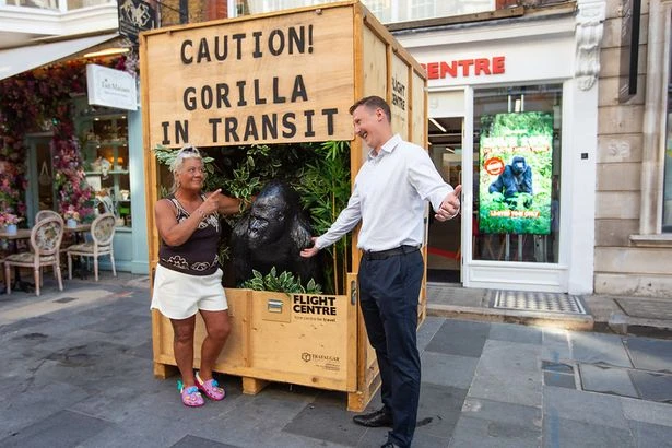 Brits goes ape for Caesar the fibreglass gorilla after he was evicted from his home
