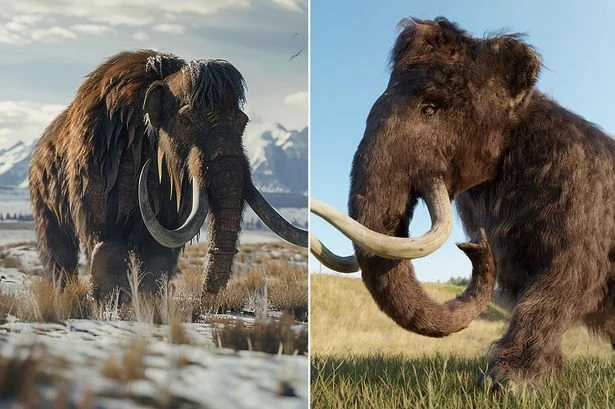 Woolly mammoths could be walking among us in just a few years time