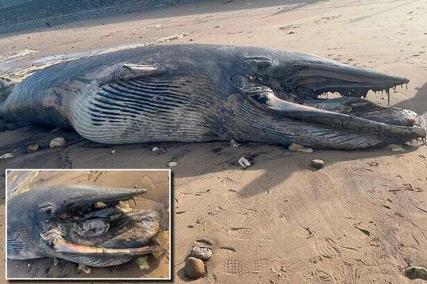 Brits warned off beach after carcass of giant sea animal washes up