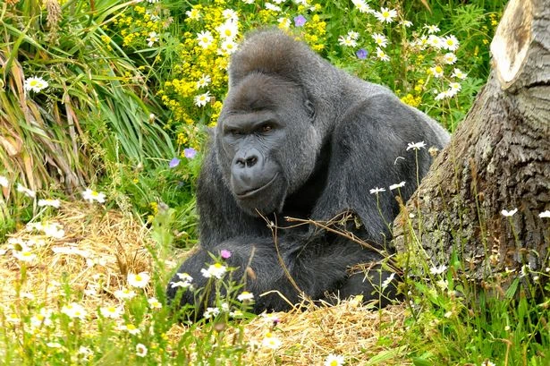 How many humans have gorillas killed as man vs beast death match row continues