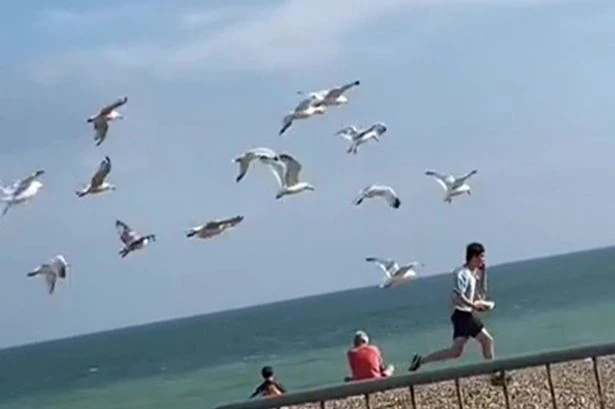 Psycho seagulls hunt in packs to rob humans of their chips and ice creams