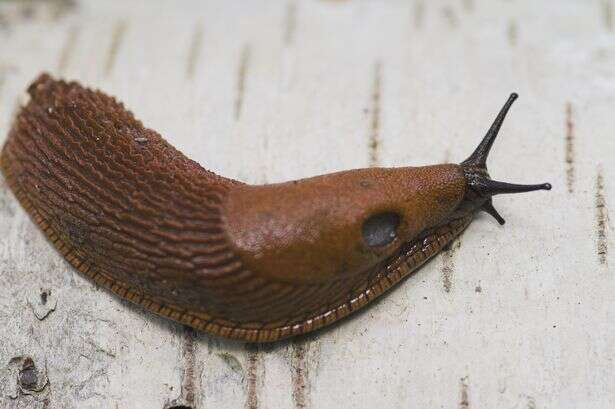 'Hug a slug' plea as we're warned 'please don't wipe out our slimy friends'