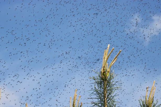 Brits warned over 'world's deadliest animal' as threat at highest level in over 20 years