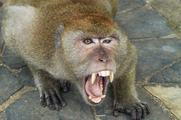 'Rabid' monkey attack leaves 14 people injured and one cow dead