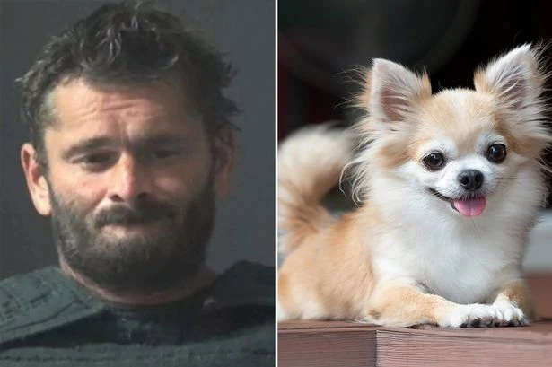 Sick man locks Chihuahua in the hot oven and bakes it to 'stop it barking’