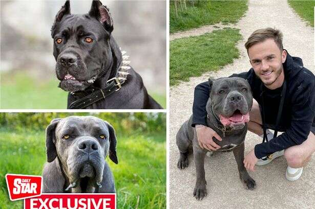 Cane Corso is new 'XL bully on steroids' but footballers love the controversial breed