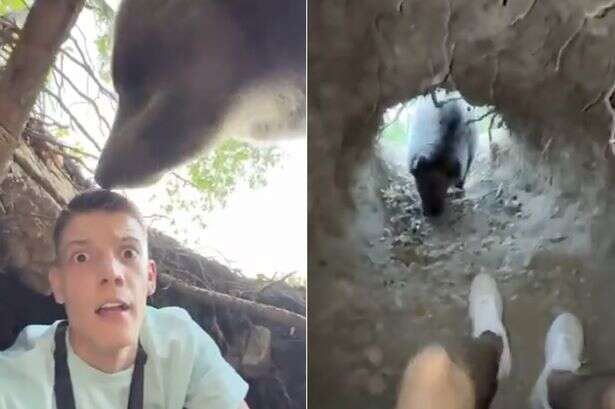 Idiot influencer climbs into bear pit before huge beast returns and he's 'almost eaten'