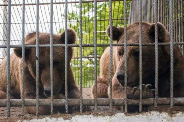 Two bears rescued from grim concrete cage win hearts with mischievious antics