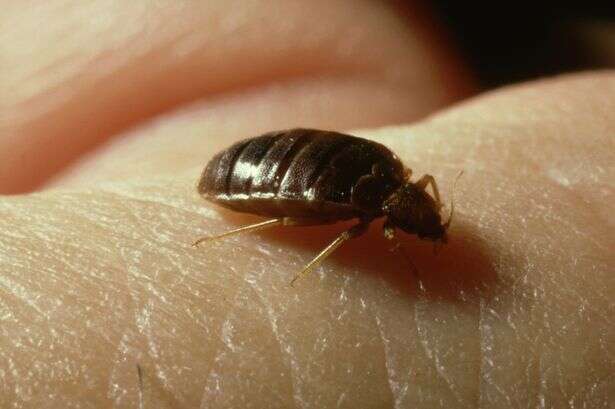 New strain of super-powered bed bugs identified and they're 20,000 times tougher to kill